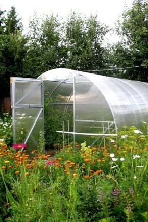  Greenhouse Yield: features, benefits and dimensions