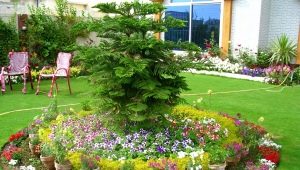  المبادئ الأساسية لاختيار الألوان ل flowerbeds