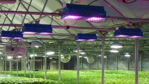  Lamps for greenhouses: selection criteria