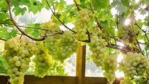  Greenhouses for grapes: design features