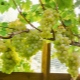  Greenhouses for grapes: design features